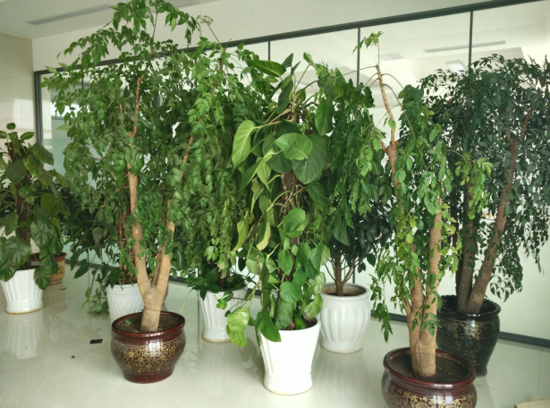 凱能鍋爐花草 凱能鍋爐花草