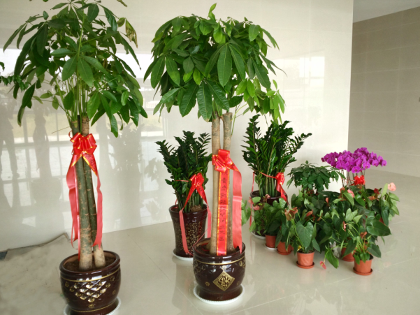 凱能鍋爐搬家進(jìn)行時(shí)——百花齊放