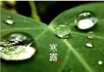 裊裊涼風(fēng)動(dòng)，凄凄寒露零丨凱能科技提醒：今日寒露